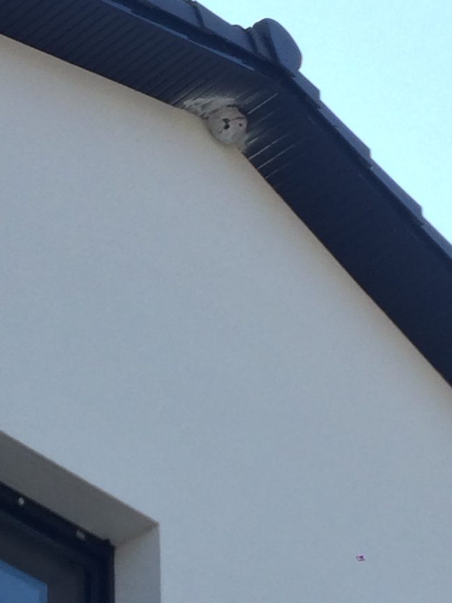 Destruction nid de frelon Asiatique sur Saint Jean 31240 en Juin 2016