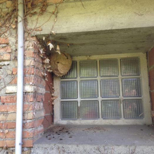 Nid de Frelon Asiatique sur le 31140 à Launaguet