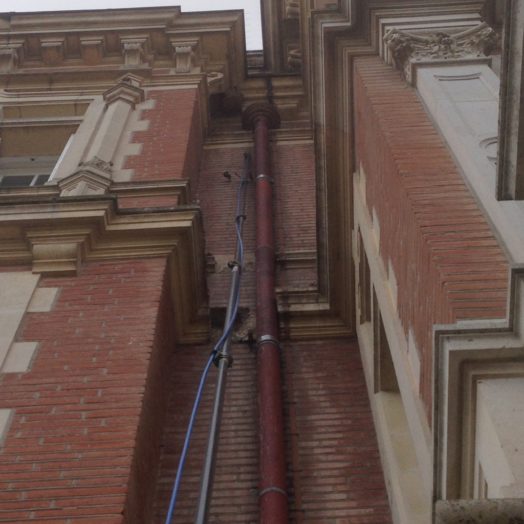 Destruction nid de frelon Asiatique à Colomiers (31770) - Juillet 2015- Guêpe Buster