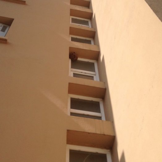 Destruction nid de frelon Asiatique sur Toulouse 31200 en Juillet 2016