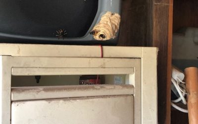 Nid de frelon dans une enceinte