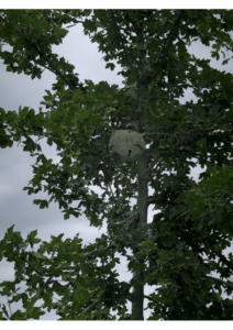 Intervention pour la destruction d'un nid de frelons logé dans l'arbre d'une copropriété à Auzeville Tolosane