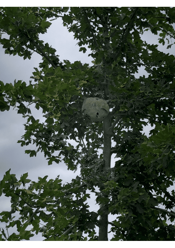 destruction nid de frelon asiatique auzeville tolosane