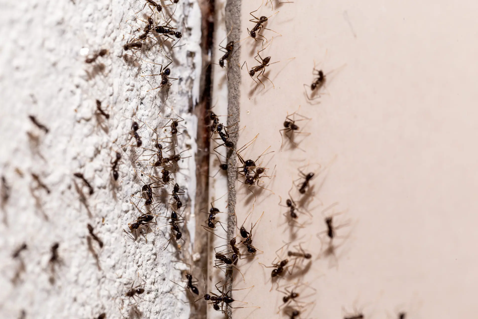 invasion de fourmis sur un mur