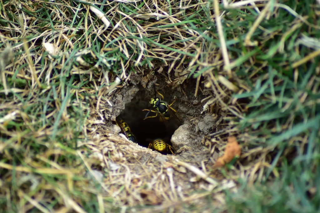 nid souterrain des guêpes de terre