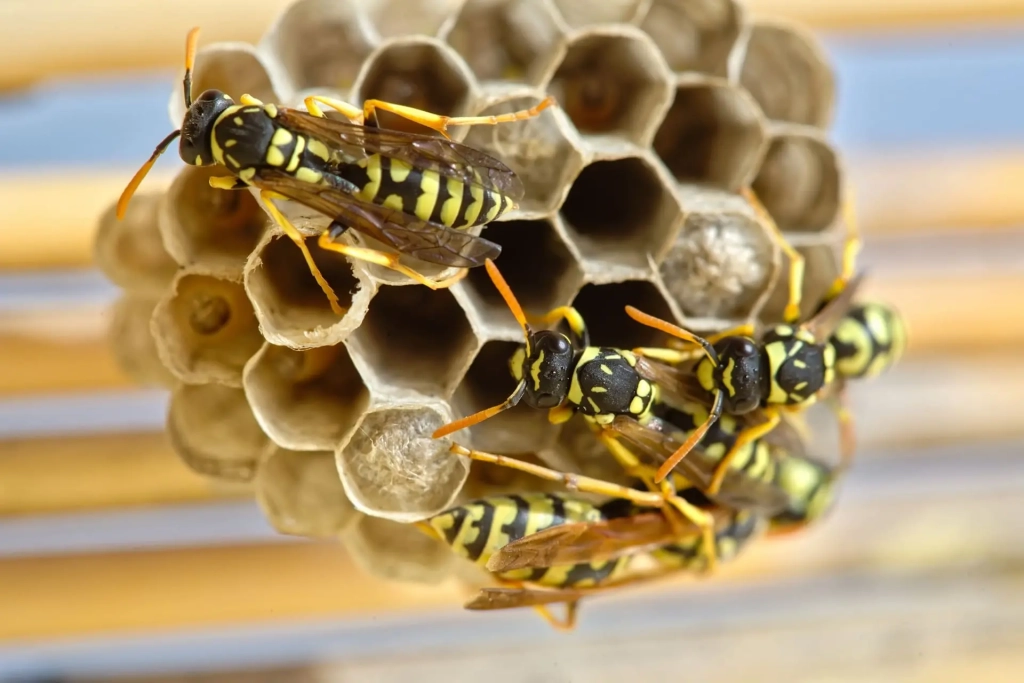entreprise de destruction de nid de guêpes
