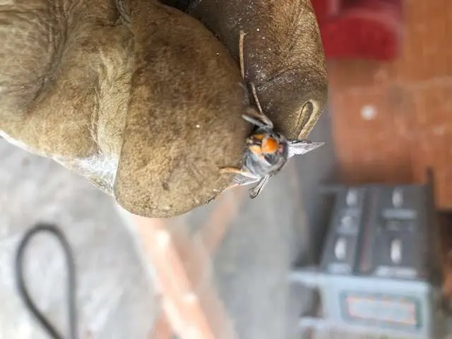 Frelon asiatique à St-Jean Toulouse