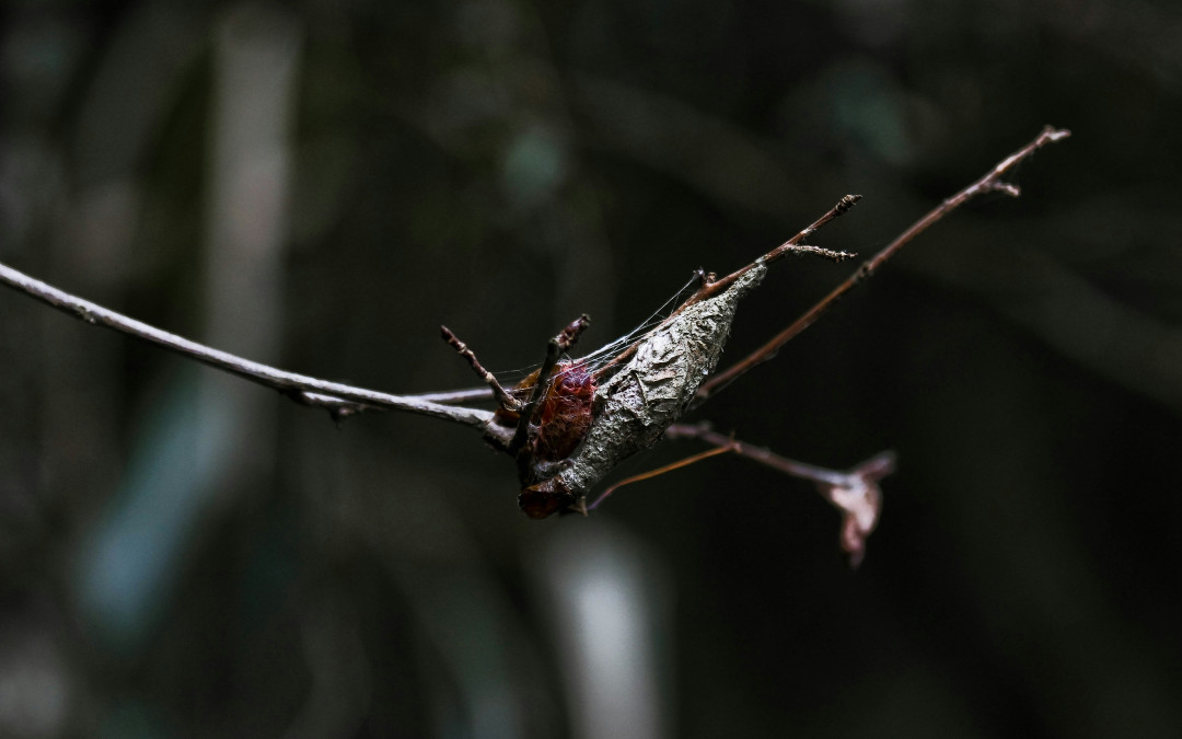 Attention à la Chenille Urticante