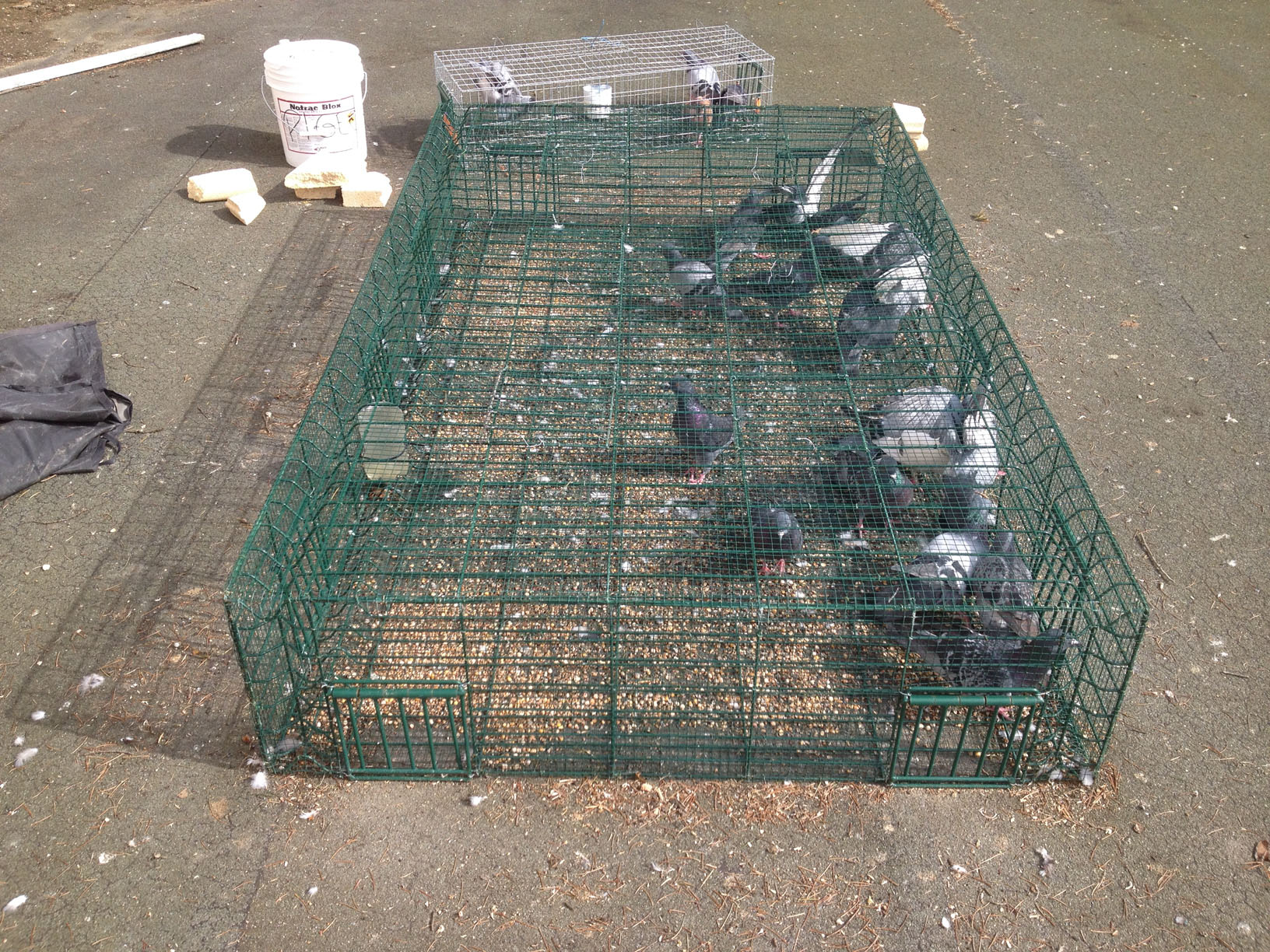 capture de pigeons biset pour une collectivité en 2024