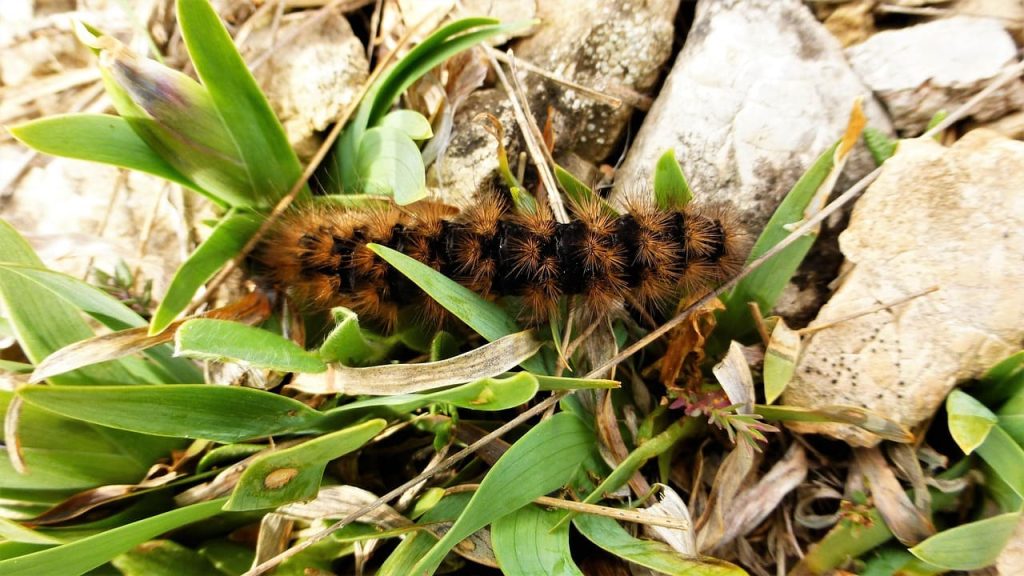 gros plan chenilles processionnaire du pin